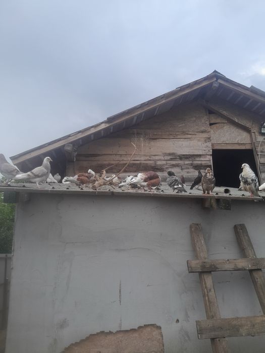 Porumbei olament de vânzare