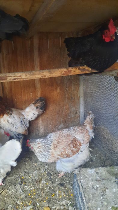 Xo'roz tovuqlar sotiladi xammasi sog'lom