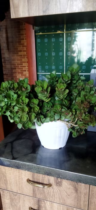 Продам  коланхоэ и сансивиерию