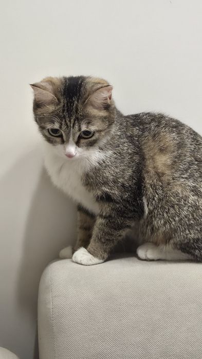 Отдам котёнка Девочка в добрые руки