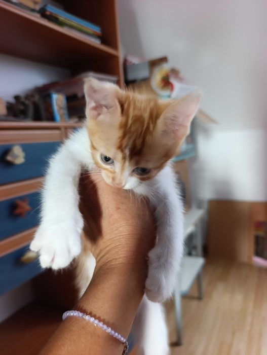 котета на 8 седмици