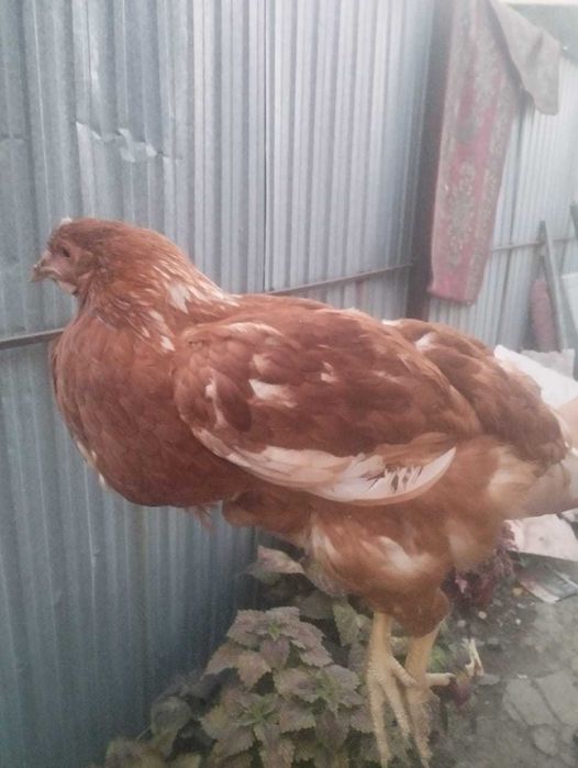 Продам курочек молодок  Ломан Браун несушки