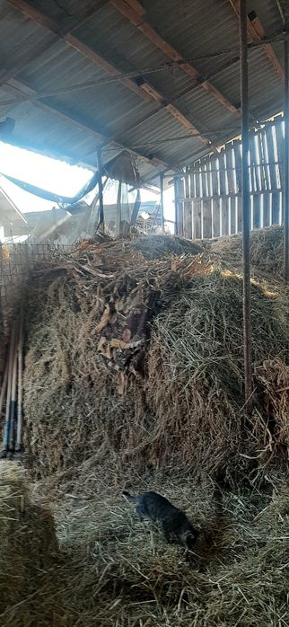 Vând lucernă vrac calitate foarte bună