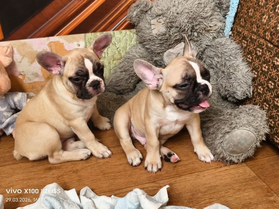 Щенки французского бульдога.