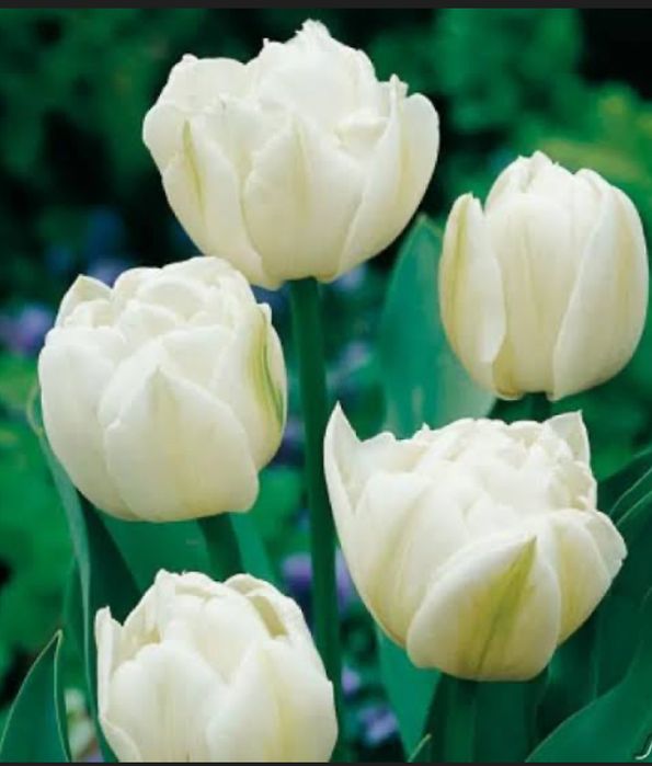 Тюльпаны к 8 марта с теплицы в Караганде!