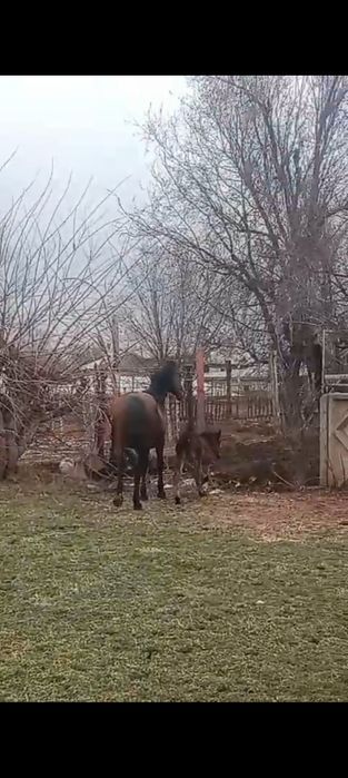 Құлынды бие 7 жасар