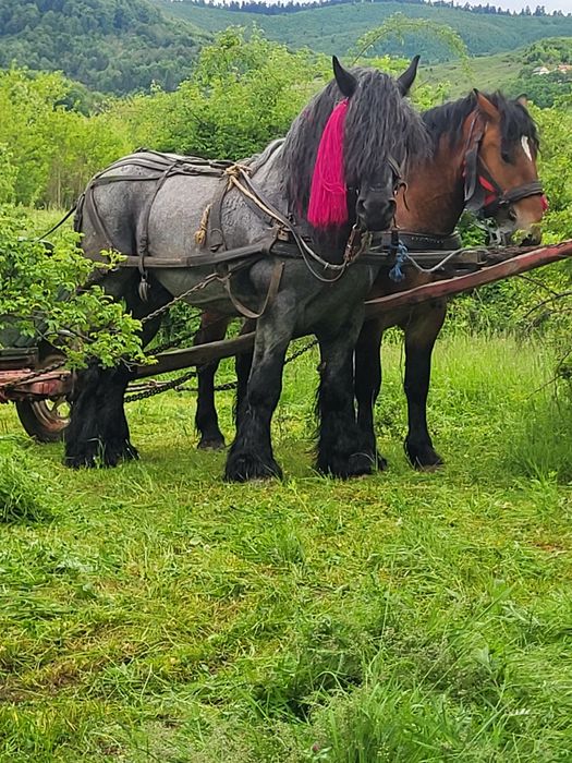 Vând cai,sau schimb cu vaci