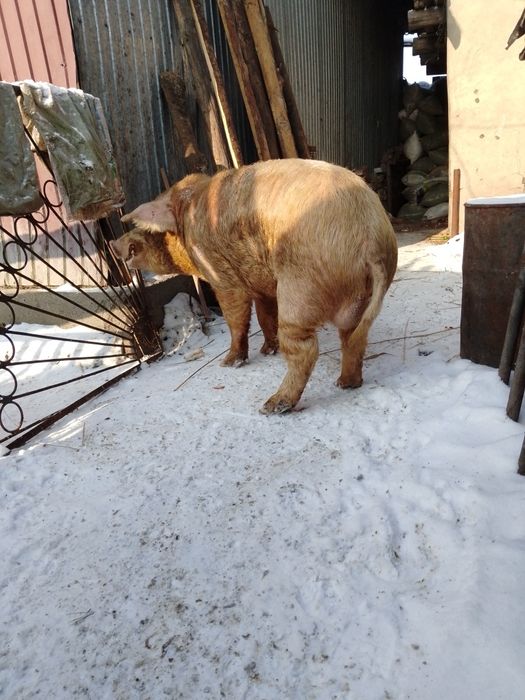 Продам 2-х годовалого кобана хряк