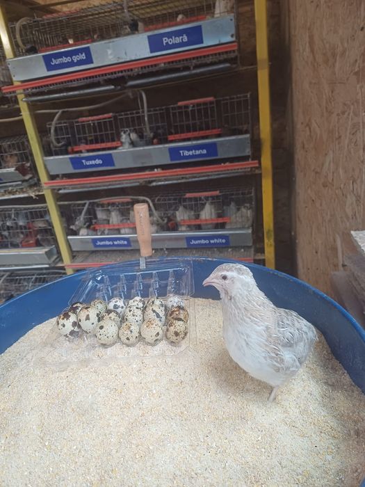 Vând ouă de prepeliță
