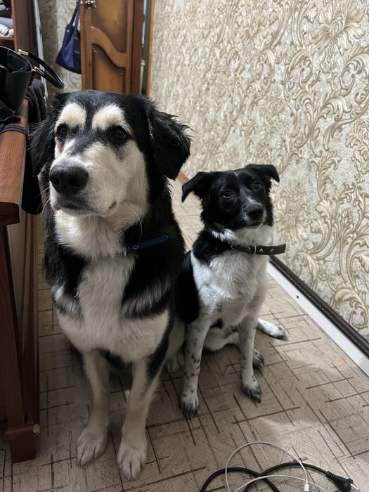 Собака в добрые руки