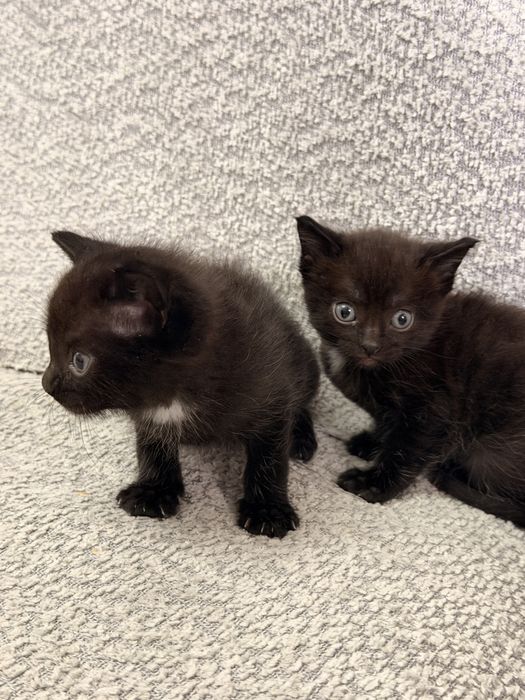 Отдам котят в добрые руки