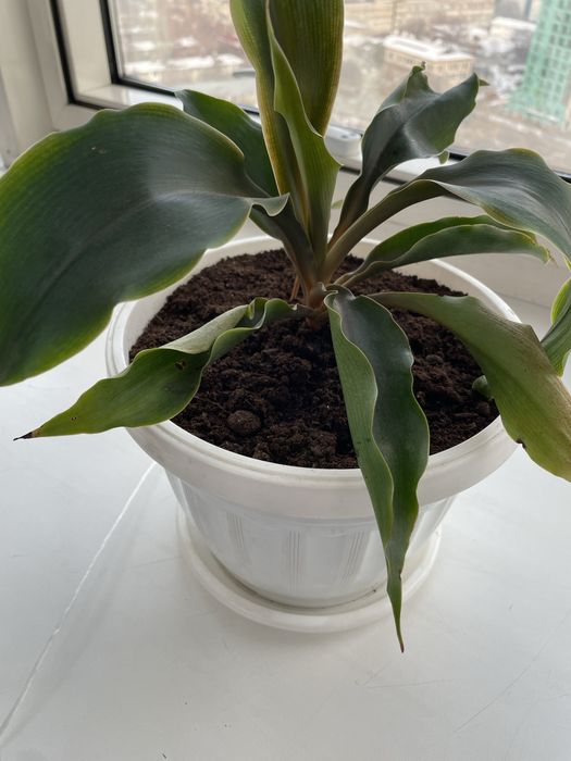 Хлорофитум, сорт Оранж