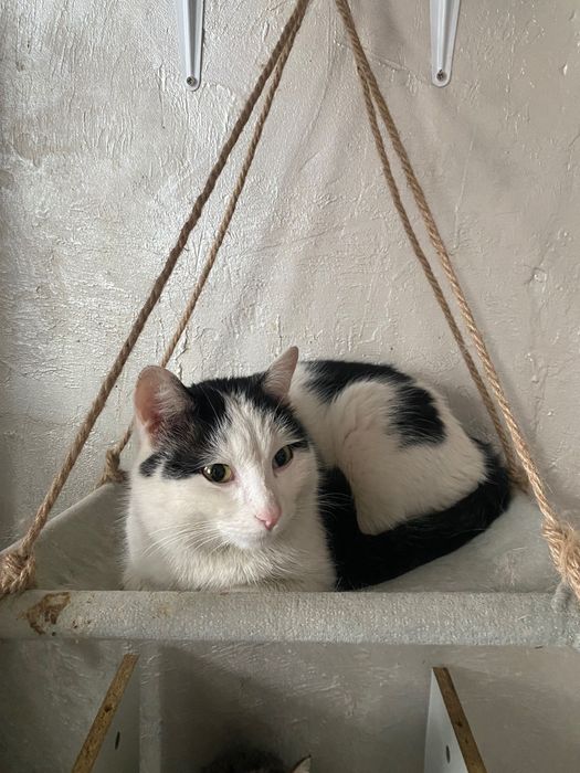 Кот Малик в добрые руки