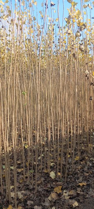 Terak kochatlar sotuvga tayyor