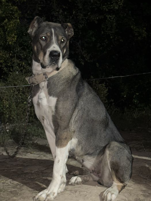 3-х кратный чм Мойнақтың қызы сатылады тобет алабай