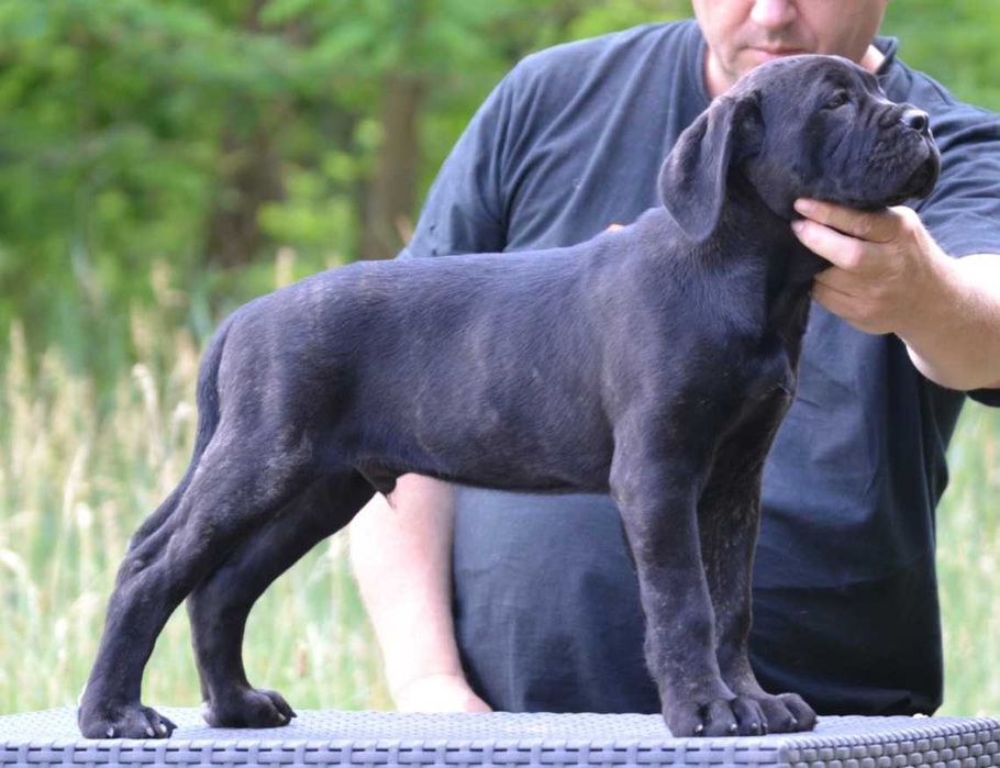 Mascul cane corso tigrat