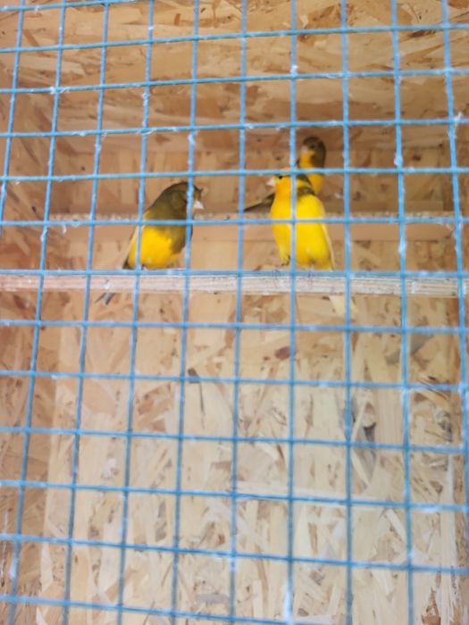 Vând papagali și canari