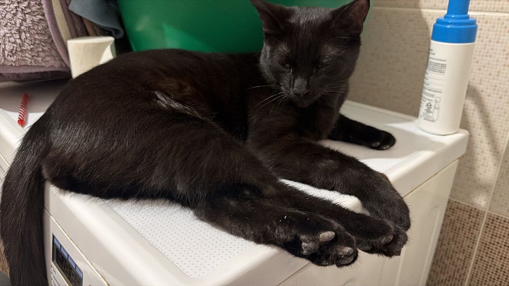 Отдам котенка в добрые руки!