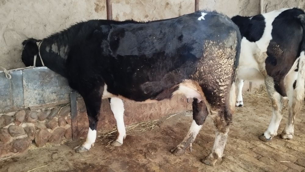 Ona bola sigir sotiladi