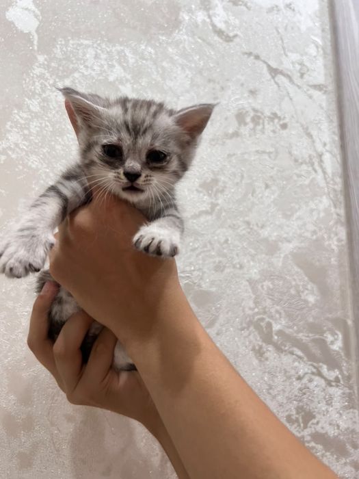 котята породистые