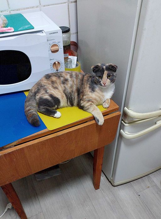 Кошечка в добрые ручки