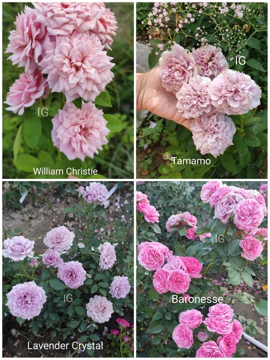 Продаю розы красивые редкие сорта