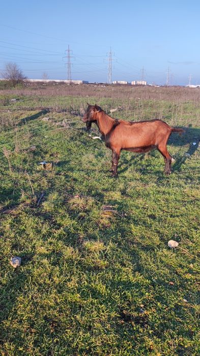 Vând țap rasa alpina franceza.