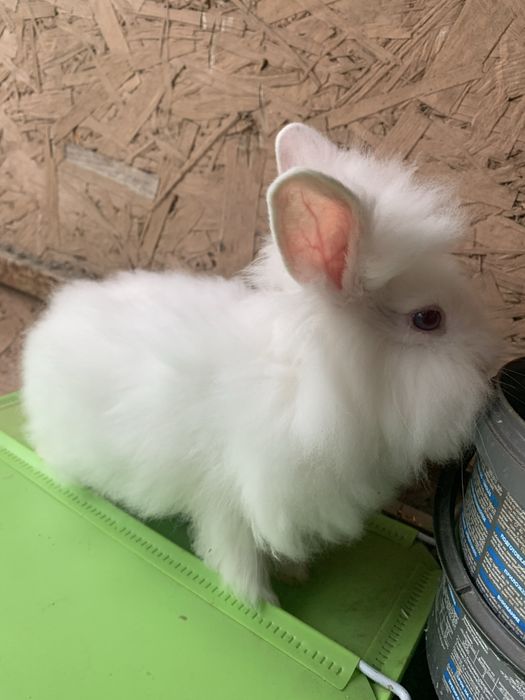 Iepuri cap de leu pui si adulti