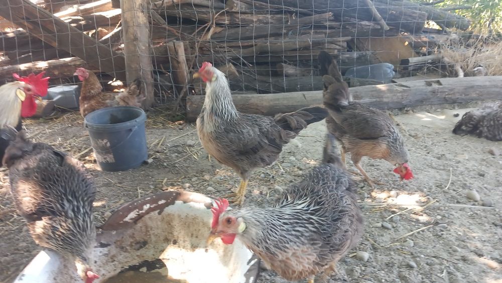 Familie 5+1 rasa italiana argintie ( leghorn )