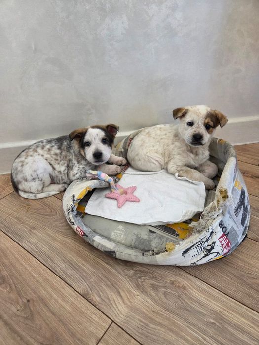 Щенятки в добрые руки