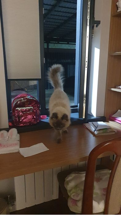 Котёнок в хорошие руки