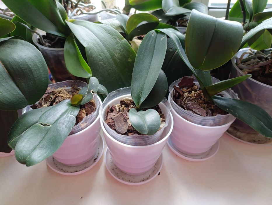 Цветы орхидеи много