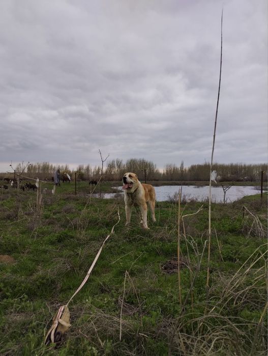 Щенок сао алабай кушык собака