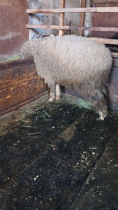 Продам барана кошкара