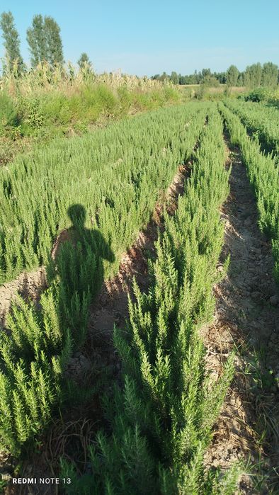 Razmarin koʻchatlari