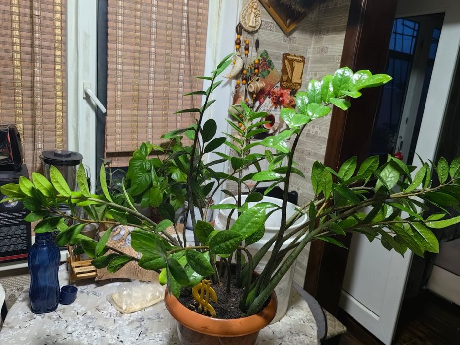 Домашний цветок.