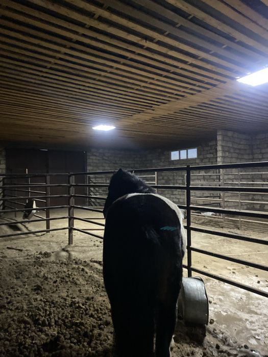 Жабағылар сатылады