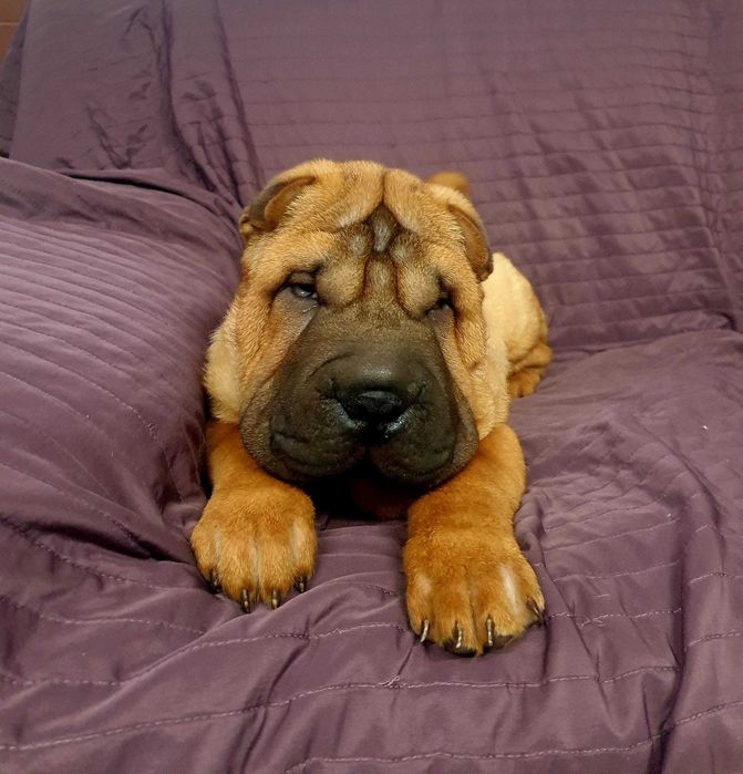 Fashion shar pei for olx