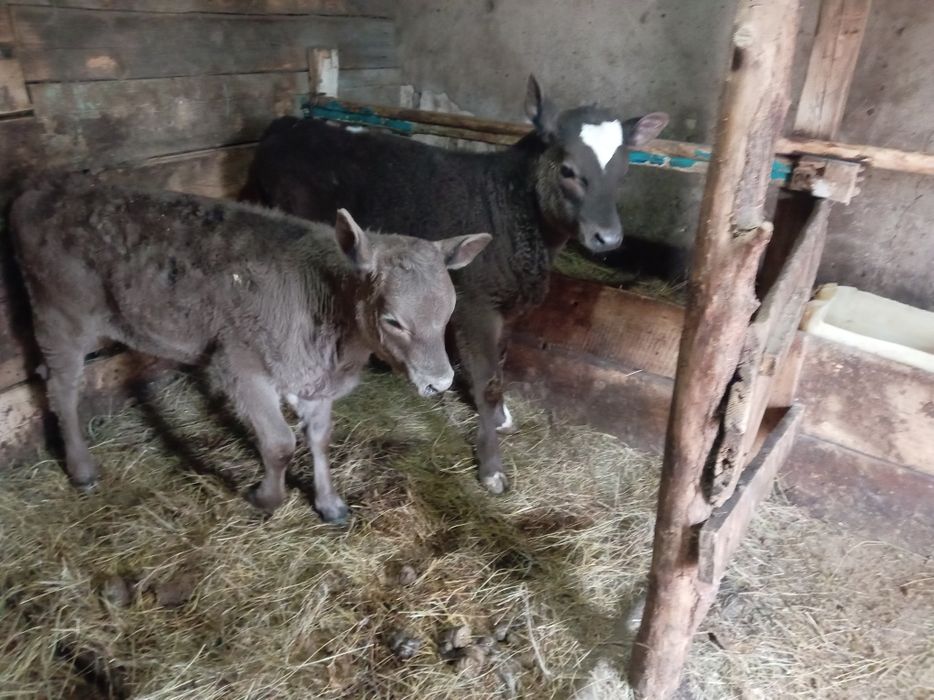 Продам телят 5 телочек 4 бычка