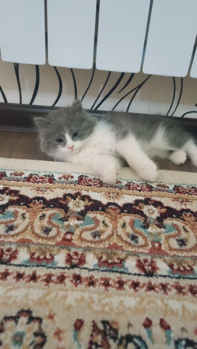 Mushuk bolasi 2ta sotiladi