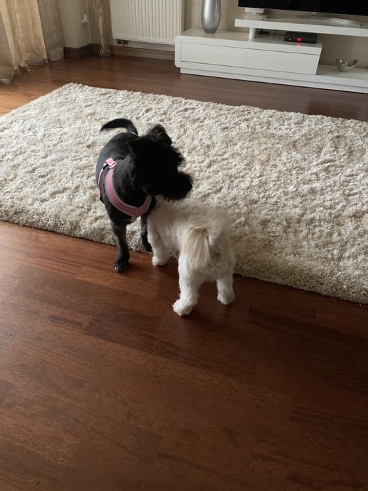 Cazare animale de companie