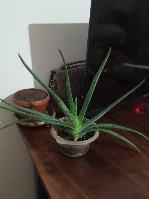 Алоэ Вера от гриппа и простуды