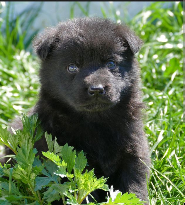 Маленькое чудо  черные уголечки