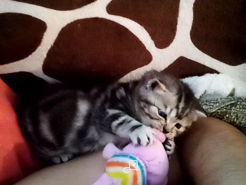 Британские  котята