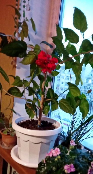 Продам китайскую розу.