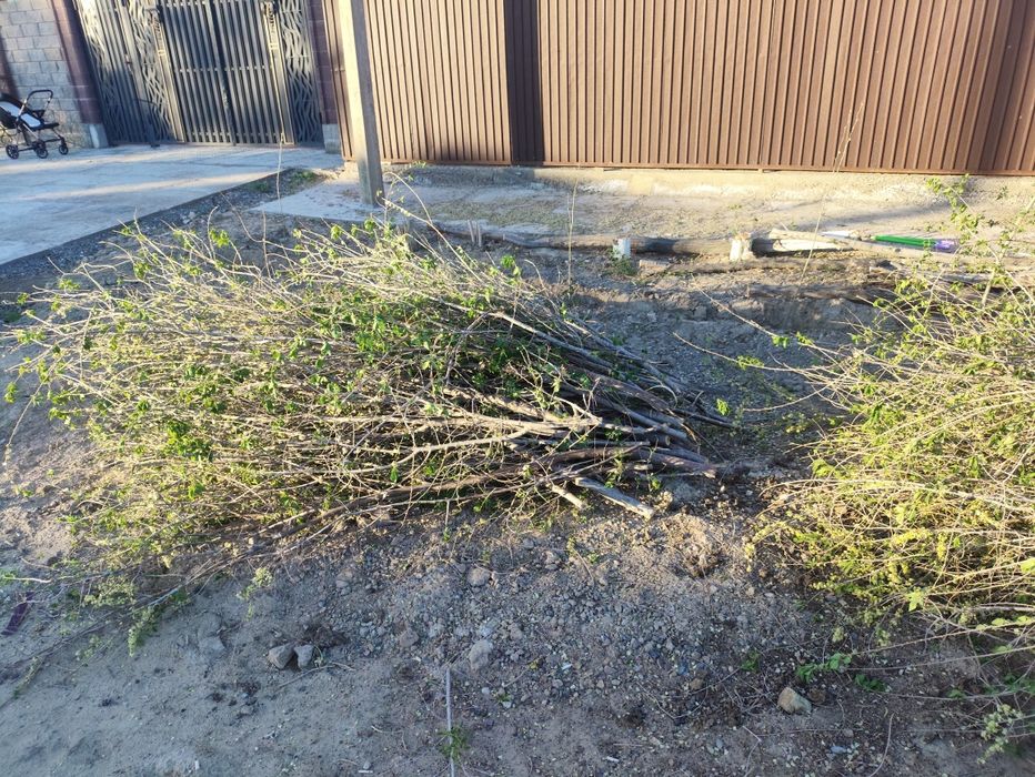 Отын ағаштар, қара тал