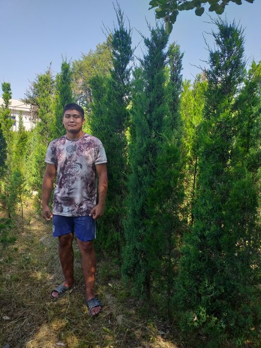 Арча манзарали тури маржевелник