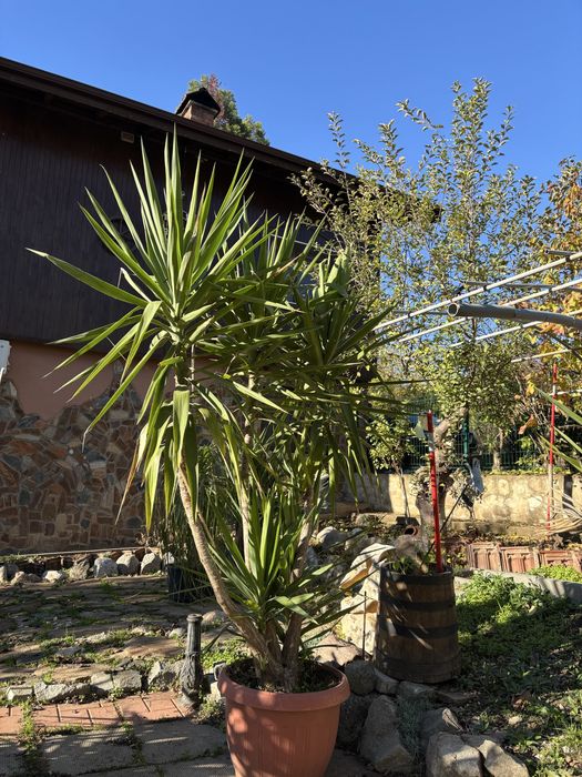 Продажба на Палми! Цена по договаряне!