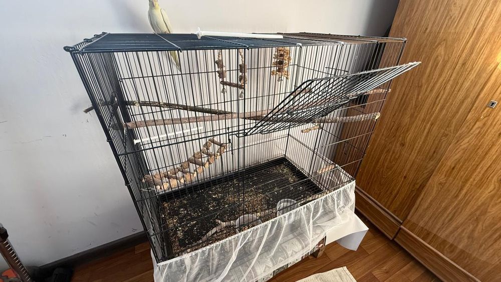 Корелла самка 4 месяца