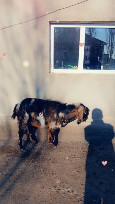 4 мал жас сатылады